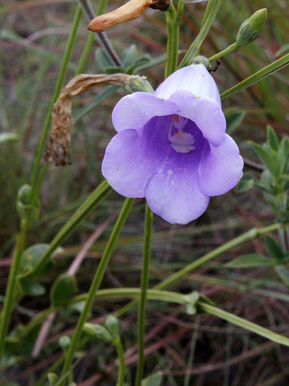 Image of Calolisianthus