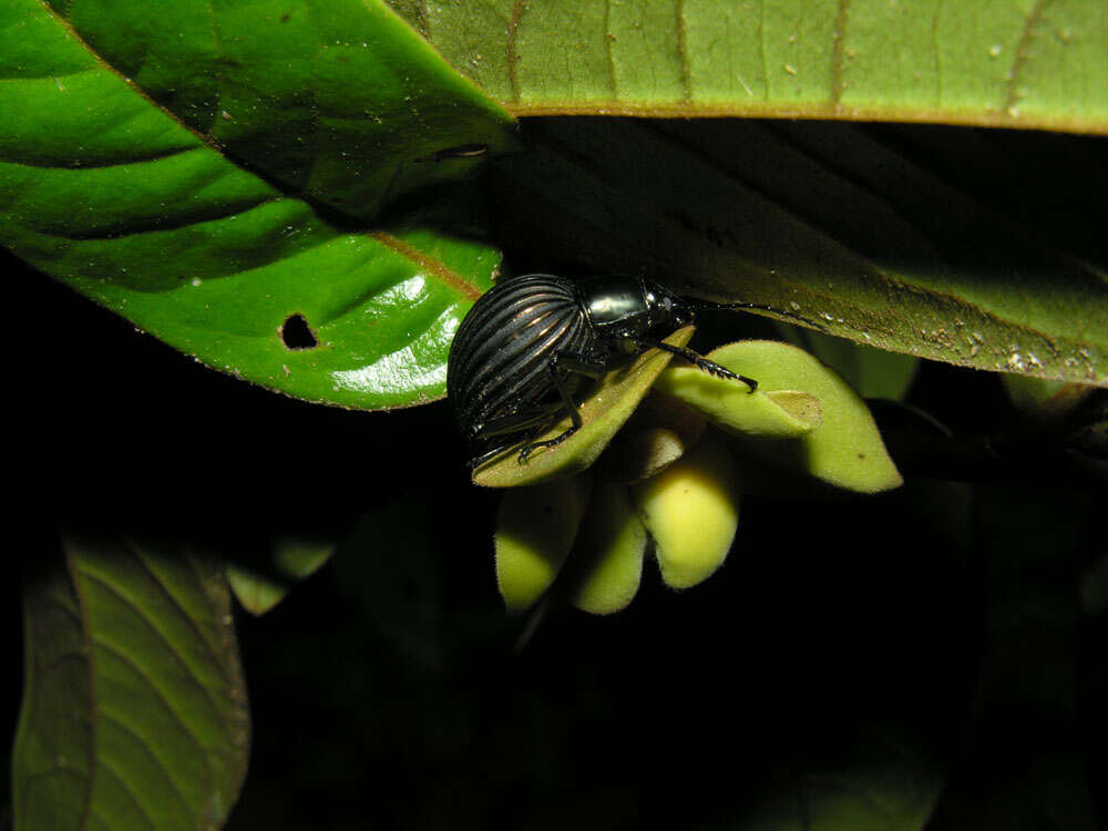 Image of Guatteria pudica N. Zamora & Maas