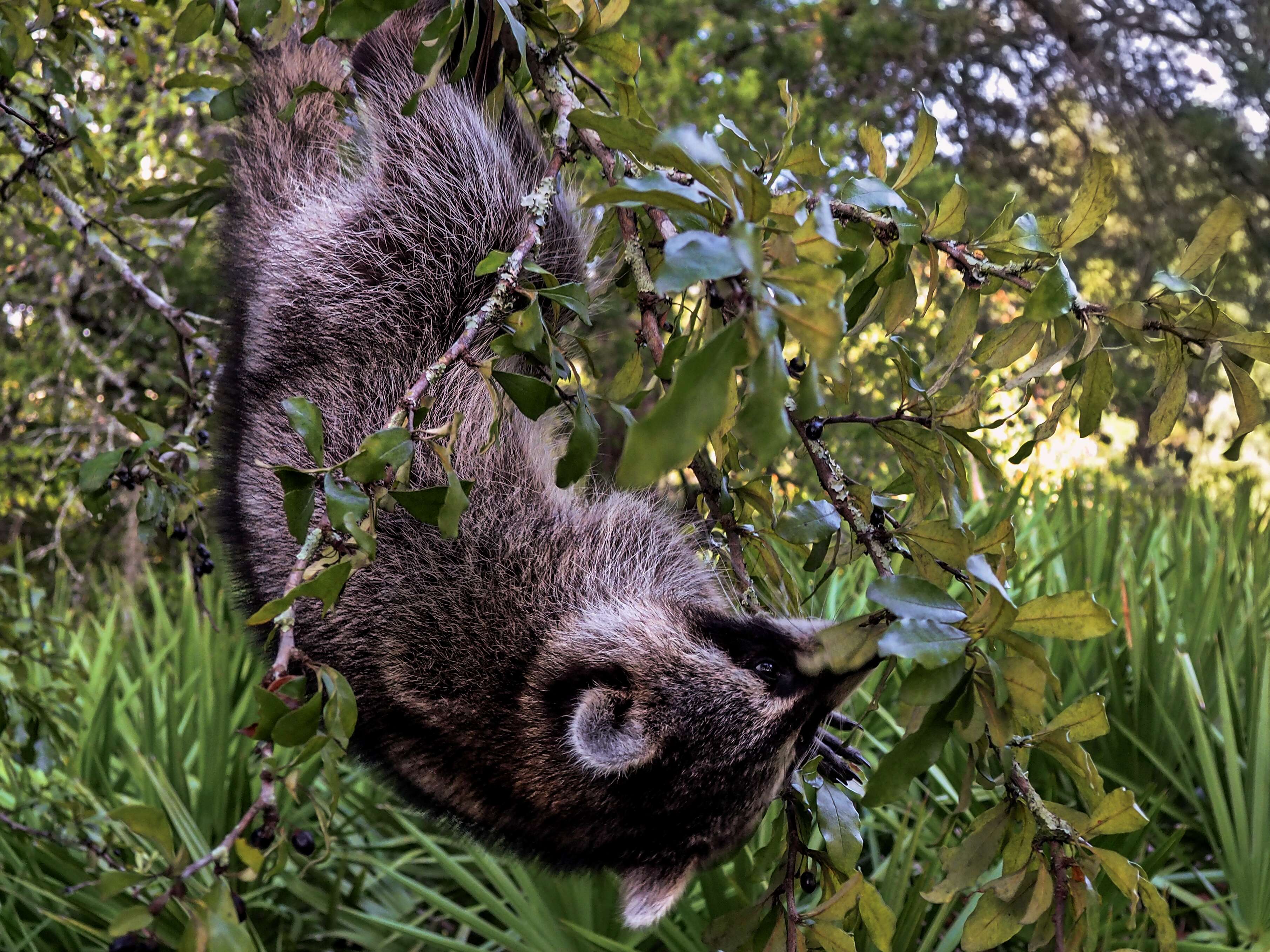 Image of raccoons