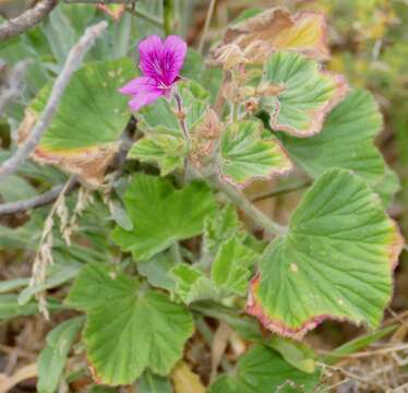 Image of Pelargonium cucullatum (L.) L'Her.