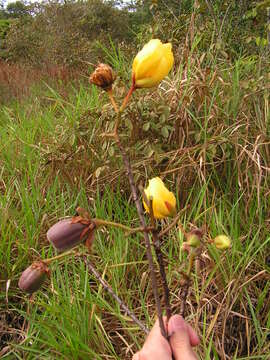 Imagem de Cochlospermum regium (Mart. & Schr.) Pilger