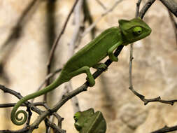 Image of chameleons