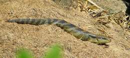 Image of Blue-tongued Skinks