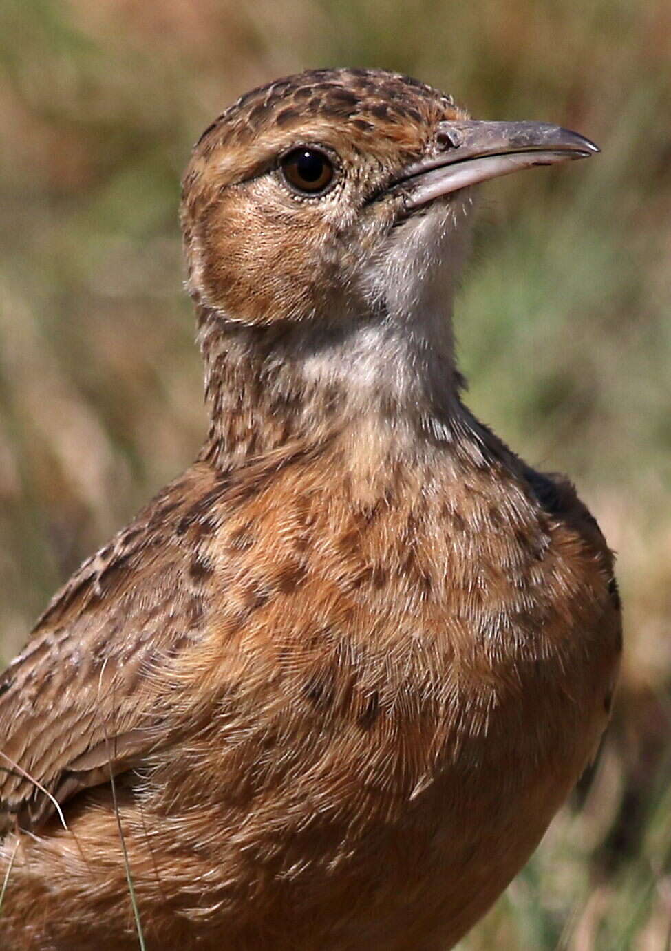 Imagem de Chersomanes Cabanis 1851