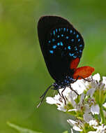 Слика од Eumaeus atala (Poey 1832)