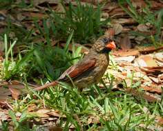 Image of Cardinalis Bonaparte 1838