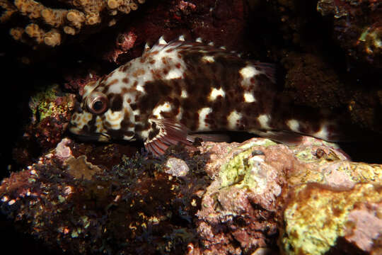 Image of White-spotted hawkfish