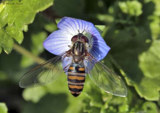 Image of Marmalade hoverfly