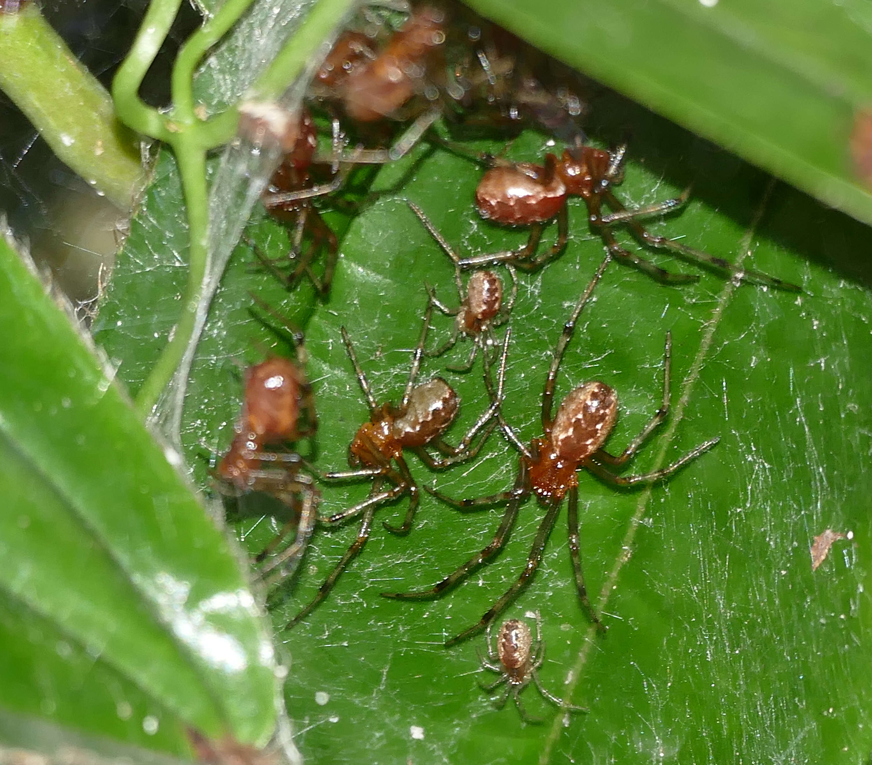 Image of South American social spider