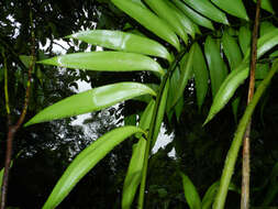 Image of zamia