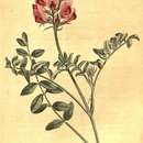 Image of Hedysarum roseum Sims
