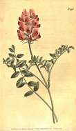 Image of sweetvetch