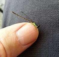 Image of forktail