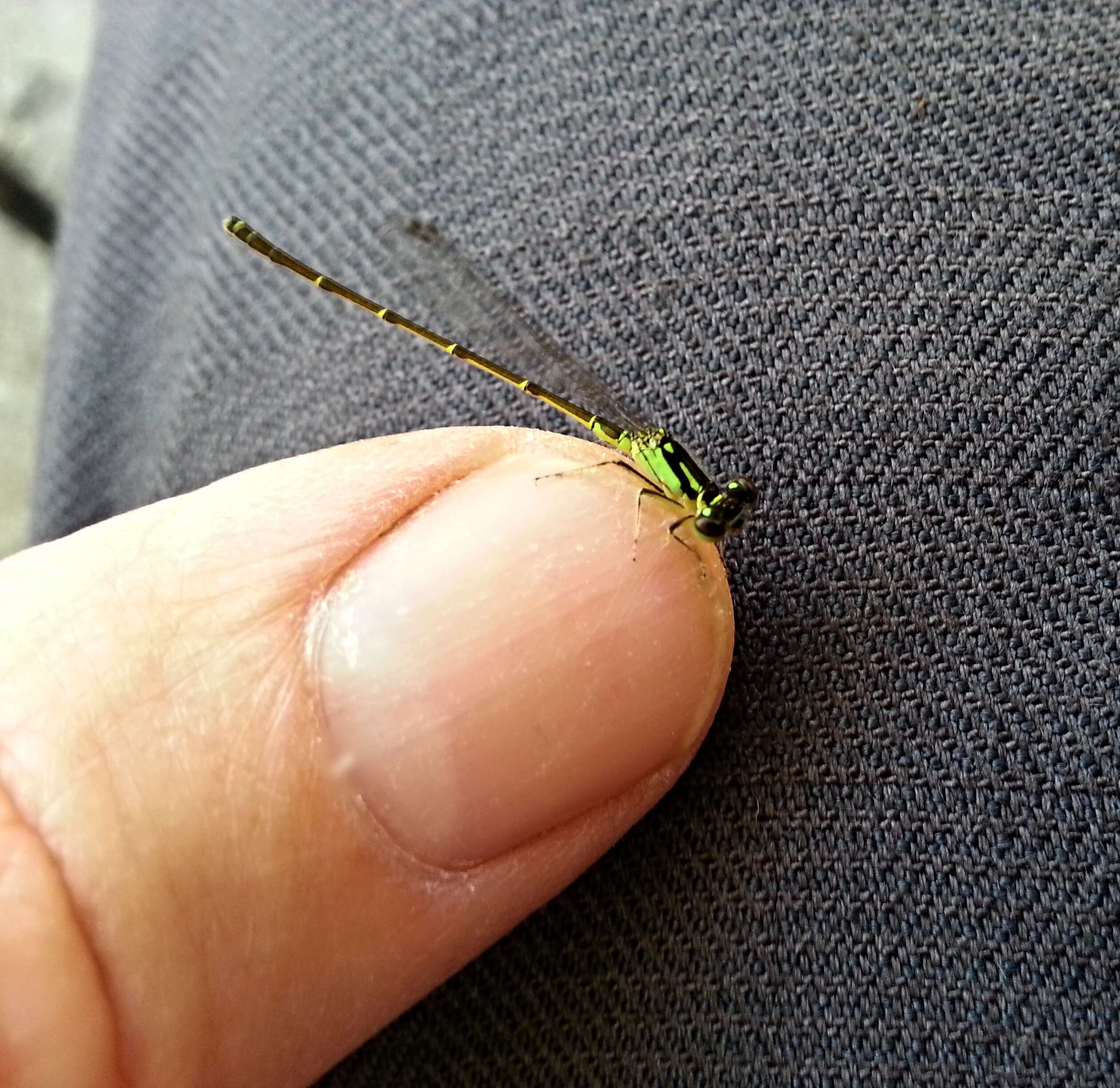 Image of Rambur's Forktail