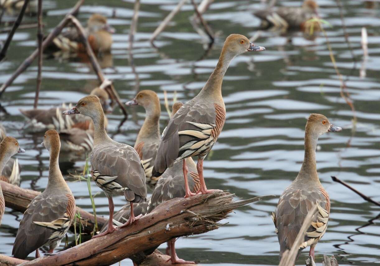 Image of Grass Whistling Duck