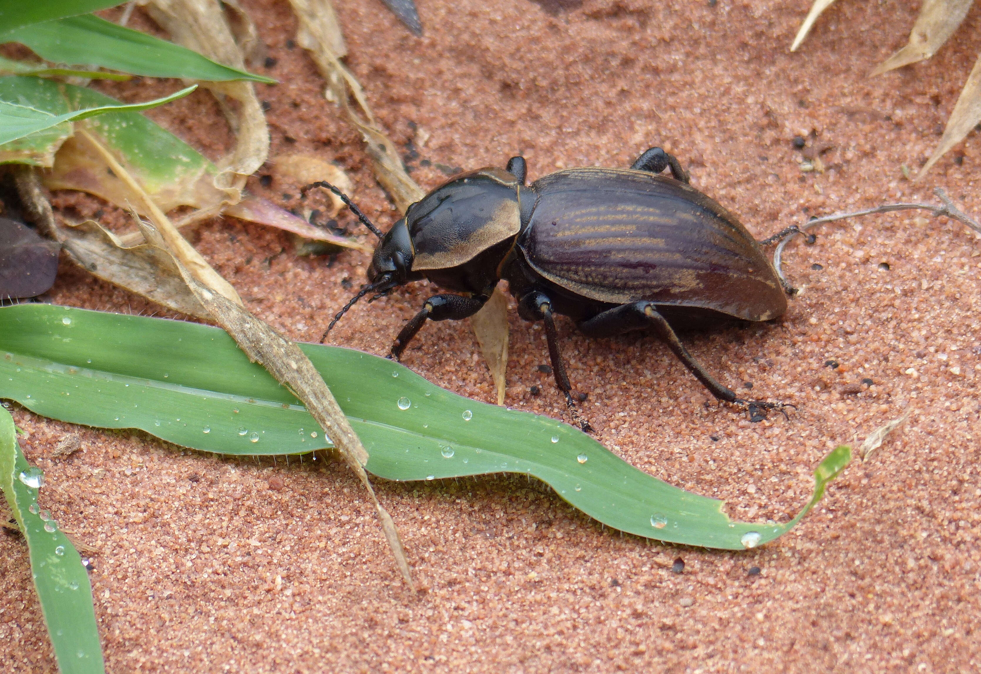 Image of Ocnodes subgen. Chiliarchum Koch 1954