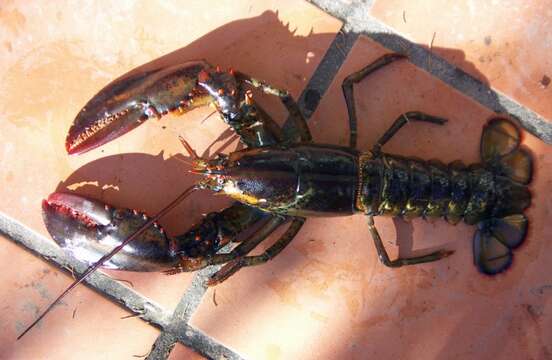 Image of American Lobster