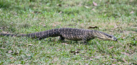 Image of Lace Monitor