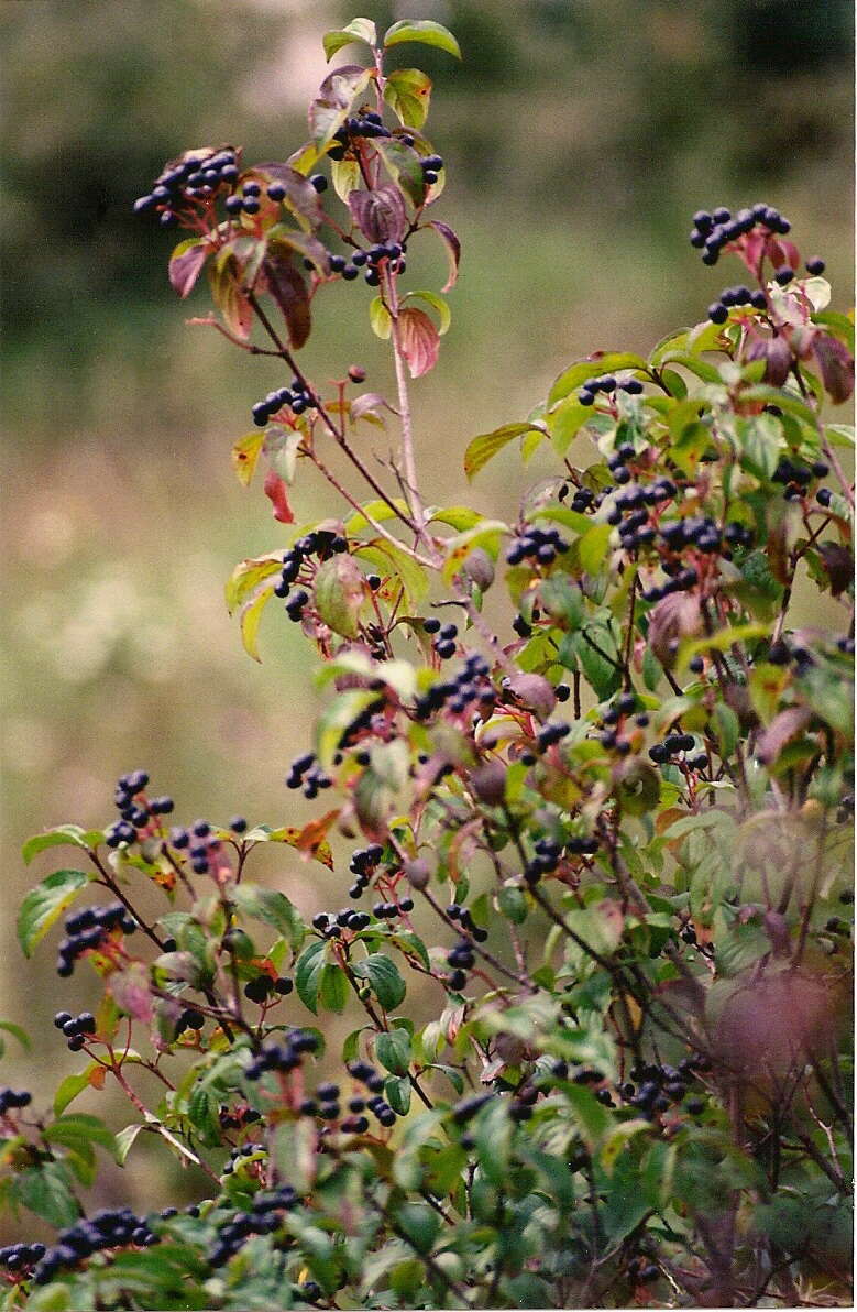 Image of bloodtwig dogwood