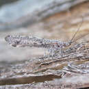 Image of Stenobiella variola Winterton 2010