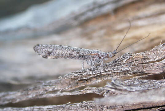 Image of Stenobiella variola Winterton 2010