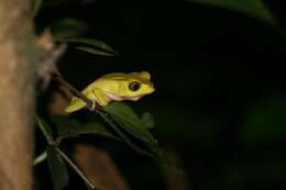 Image of Leaf Frogs