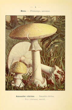 Image of False deathcap