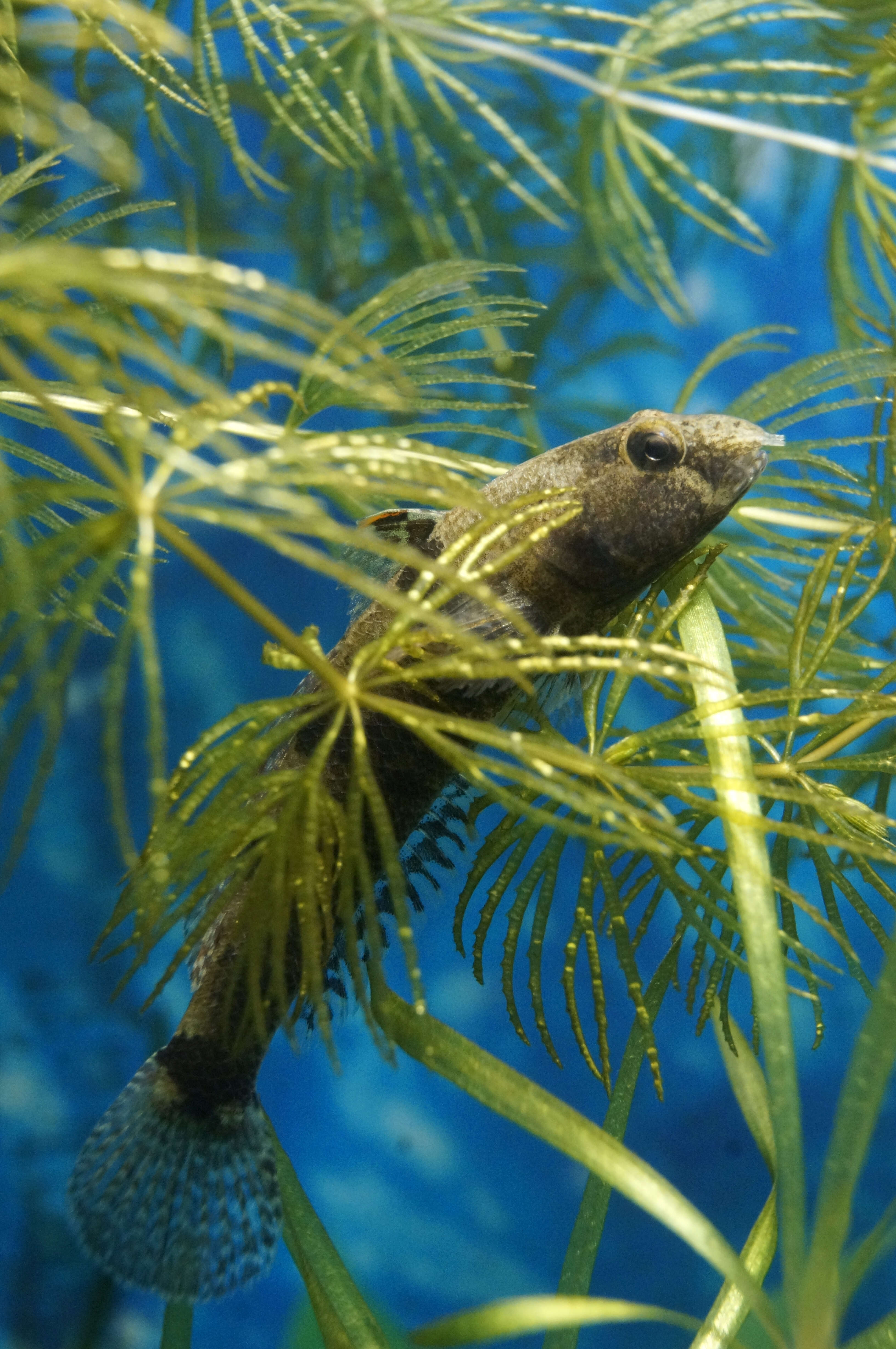 Image of Tubenose goby