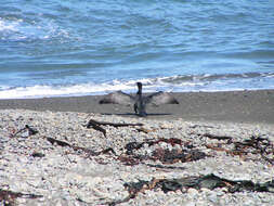 Image of Australian Pied Cormorant