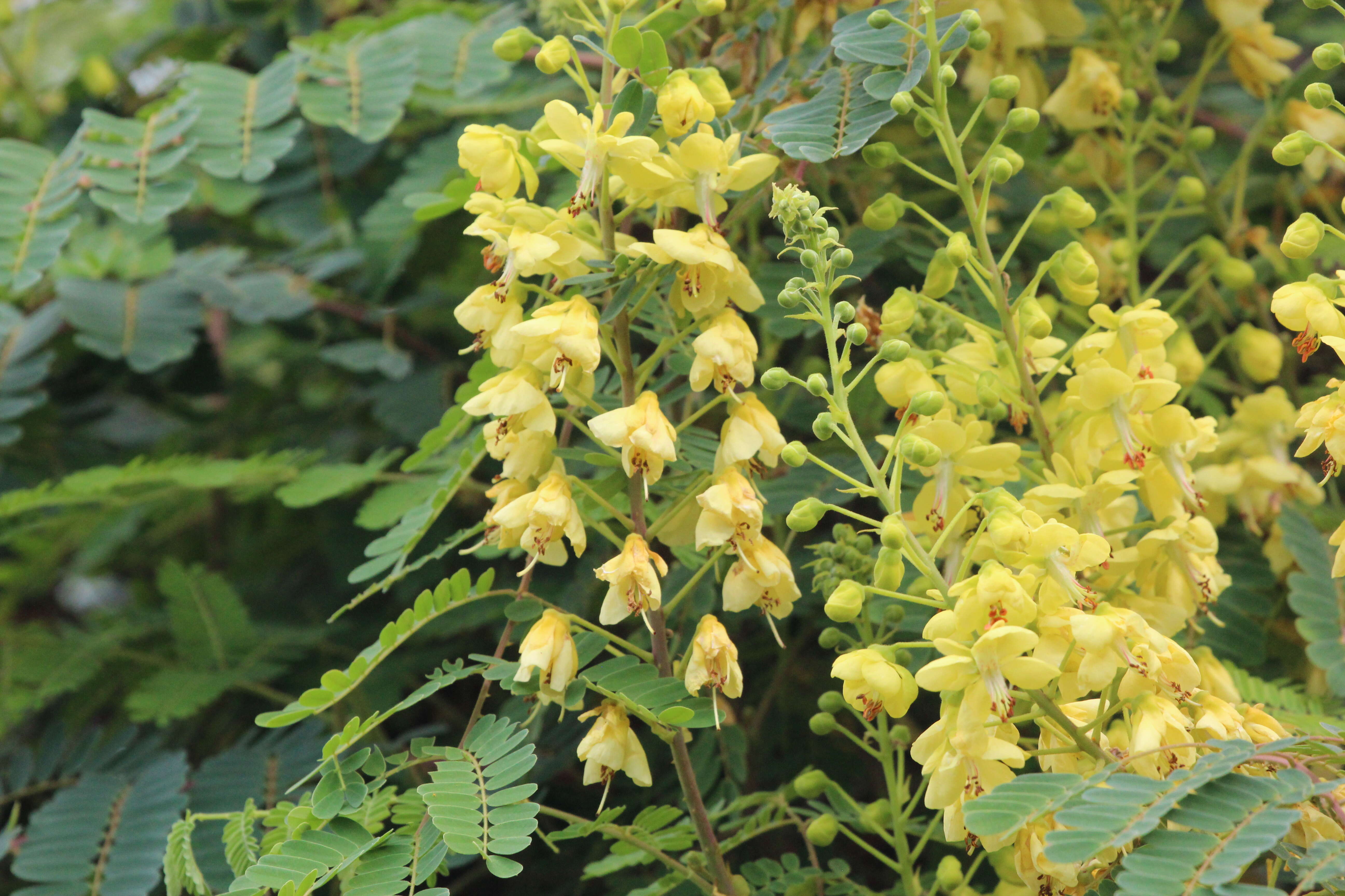 Imagem de Calpurnia aurea (Aiton) Benth.