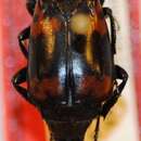 Image of Nicrophorus (Nicrophorus) charon Sikes & Madge 2006