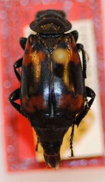 Image of Nicrophorus (Nicrophorus) charon Sikes & Madge 2006