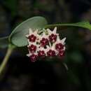 Image of Hoya polyneura J. D. Hook.