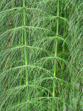 Image of Mexican Giant Horsetail