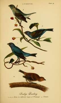 Image of Indigo Bunting