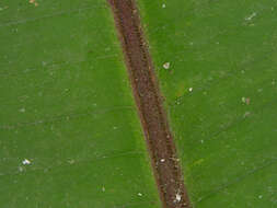 Image of Heliconia imbricata (Kuntze) Baker