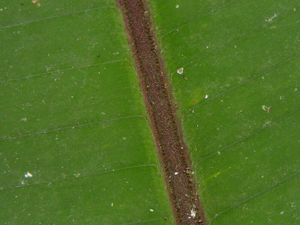 Image of Heliconia imbricata (Kuntze) Baker