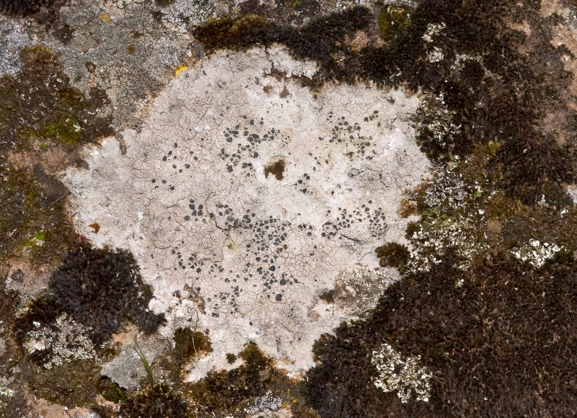 Image of crater lichen