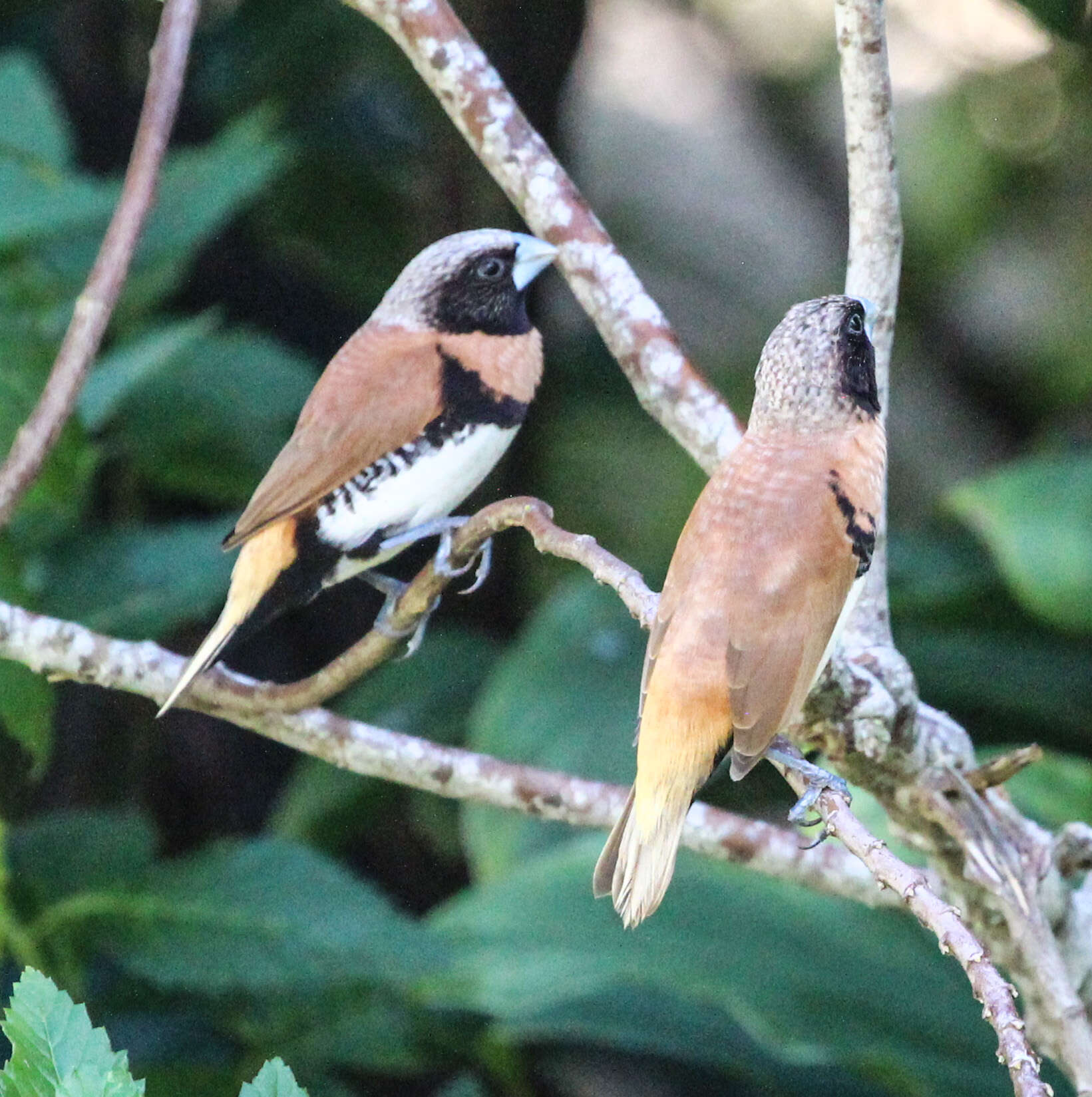 Image of Chestnut-breasted Mannikin