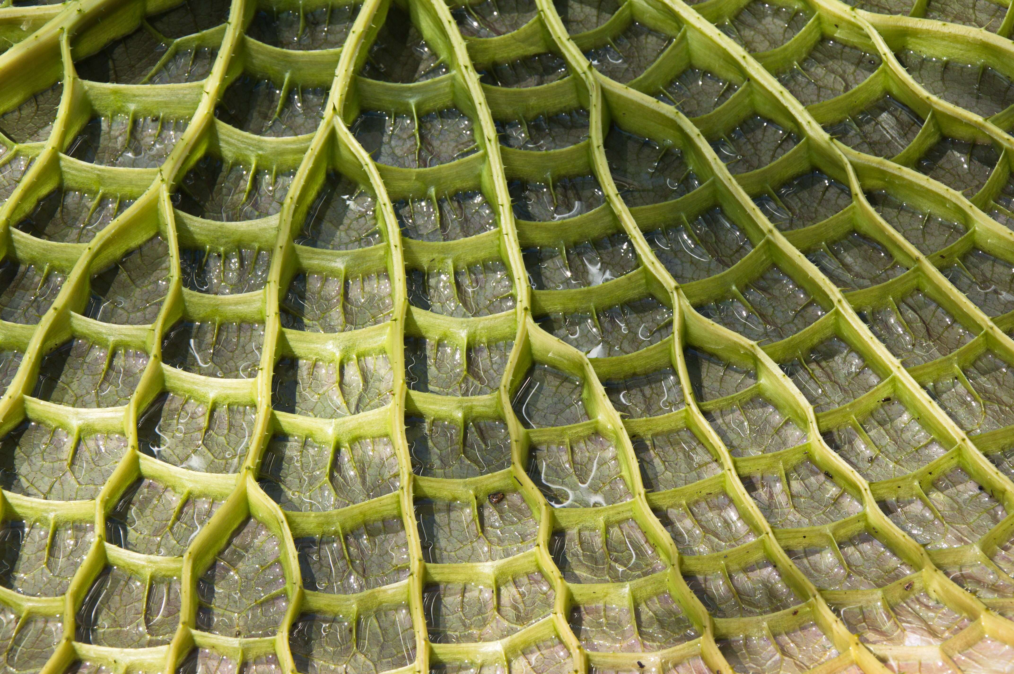 Image of giant waterlily