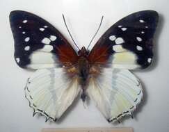 Image of Charaxes hadrianus Ward 1871