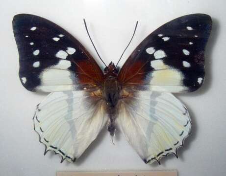 Charaxes hadrianus Ward 1871的圖片