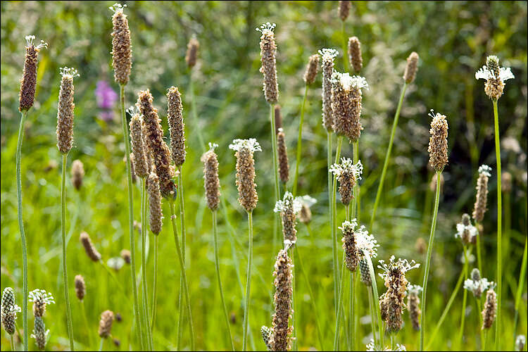 Image of Plantago altissima L.