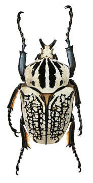 Image of Goliathus orientalis Moser 1909