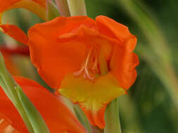 Imagem de Gladiolus dalenii subsp. dalenii