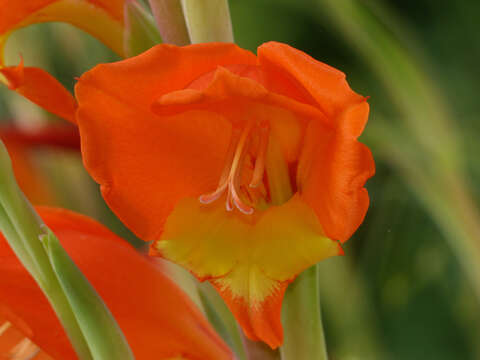 Imagem de Gladiolus dalenii subsp. dalenii