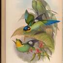 Image of Long-tailed Broadbill