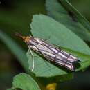 Image of Chrysocrambus craterella