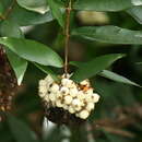 Image of Syzygium wilsonii wilsonii