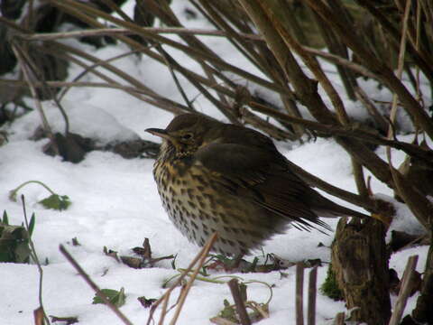 Image of Song Thrush